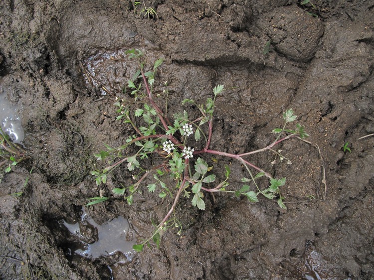 Helosciadium crassipes